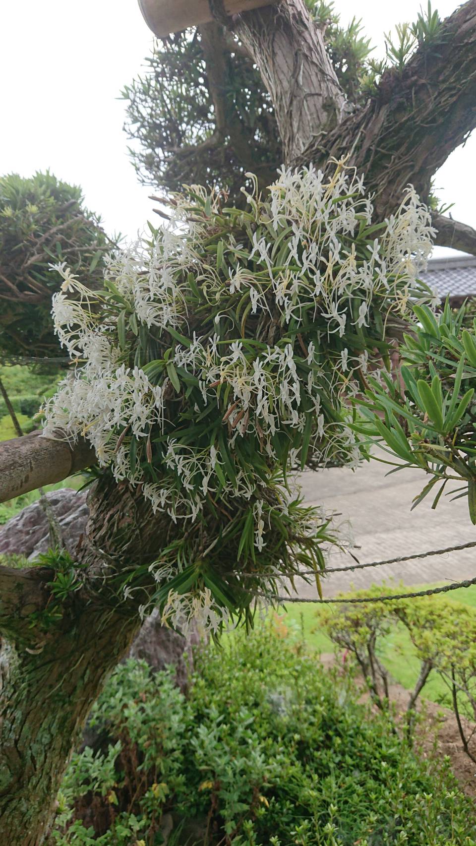 風蘭」 - 西ヶ谷まさし（ニシガヤマサシ） ｜ 選挙ドットコム