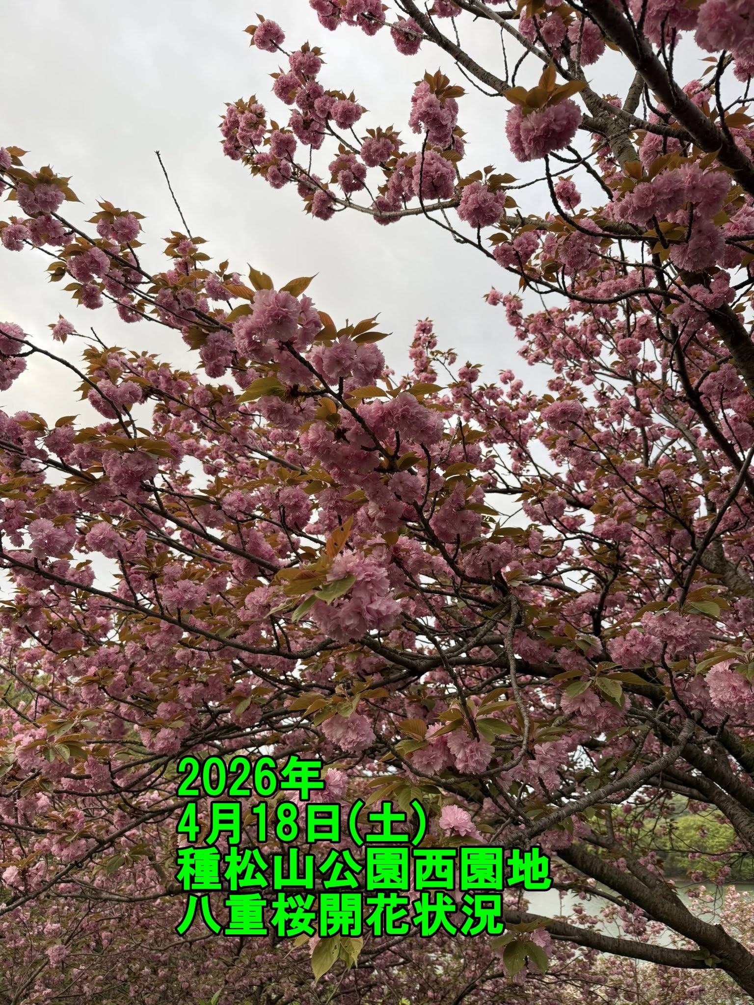 種松山の八重桜が綺麗です【倉敷市議会議員】2026.4.18 - さいとう
