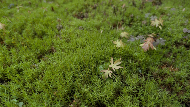 京都の無鄰菴で苔を感じるイベント