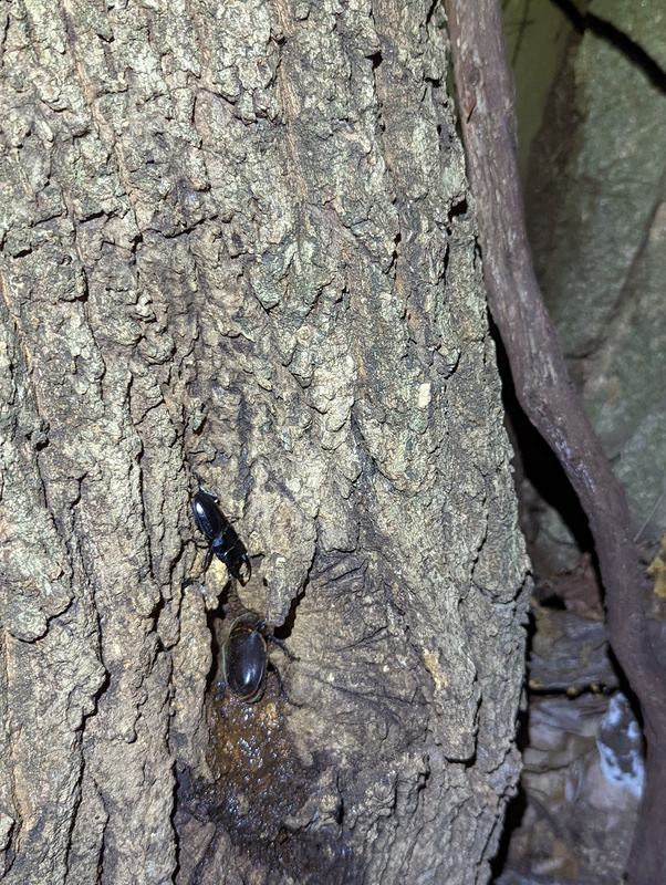 クワガタ・カブトムシ大量発生中因島にはカブトムシが大好きなドングリ