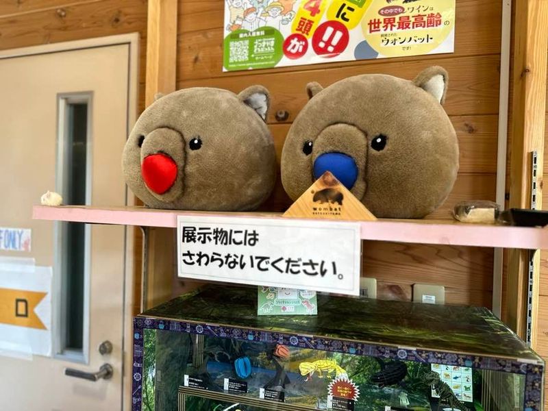 たまページ 売り物ではありません これは売り物ではありません 青島文化教材