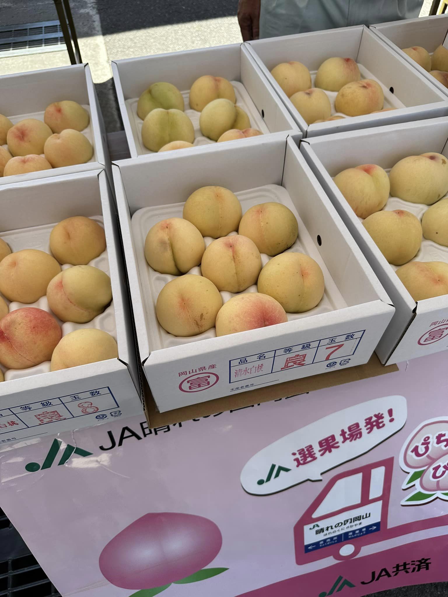 桃お問い合わせ2024年度 桃お問い合わせ2024年度