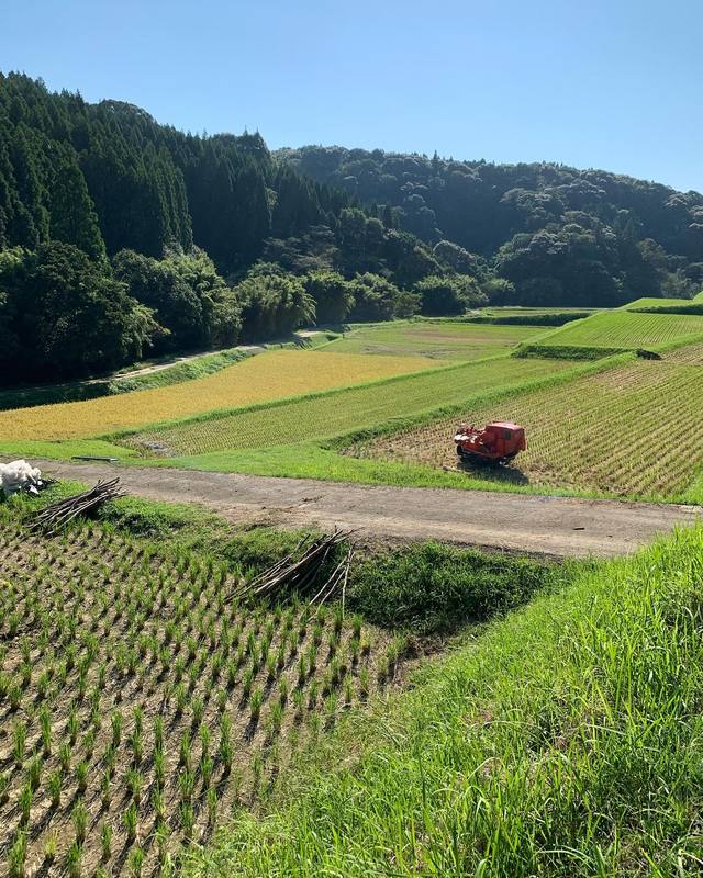 2年目の今年は昨年より1俵多い、30キロの10俵獲れました！お手伝いくださった皆さんと収穫祭や... - 大原よう（オオハラヨウ） ｜ 選挙ドットコム