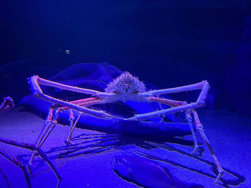 リニューアルした竹島水族館に行ってきました】タカアシガニの大きな
