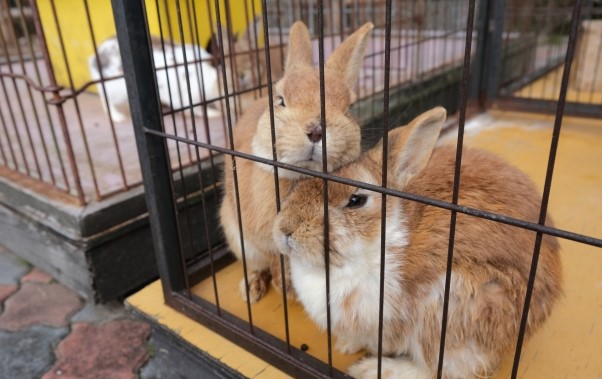 学校飼育動物と生命尊重の指導 : 学校で動物を飼う意義と適切な管理について再考… 学校で飼う動物ぎもん・しつもん110 - 偕成社 | 児童書出版社