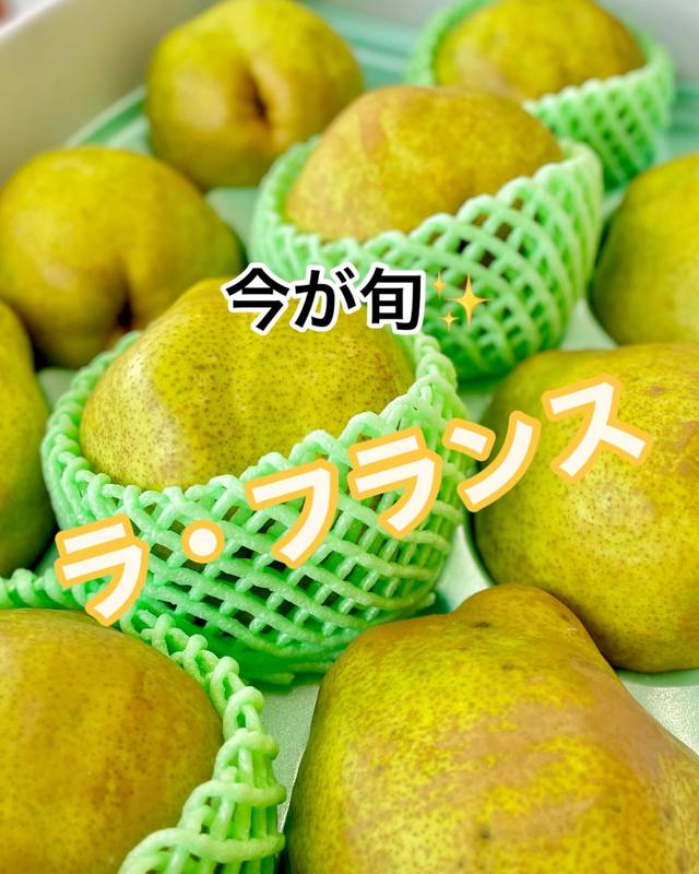 ふくさんママメガBIGラフランス6キロ ラ・フランス｜ラ・フランスの通販｜洋梨の通販｜山形うまいず