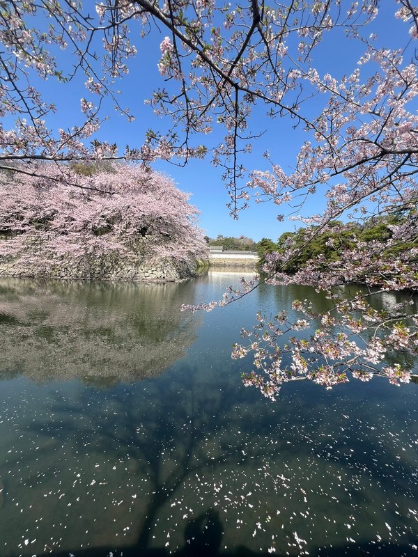 4/14花筏（はないかだ）や、桜の花びらハラハラ舞う姿を楽しんできまし