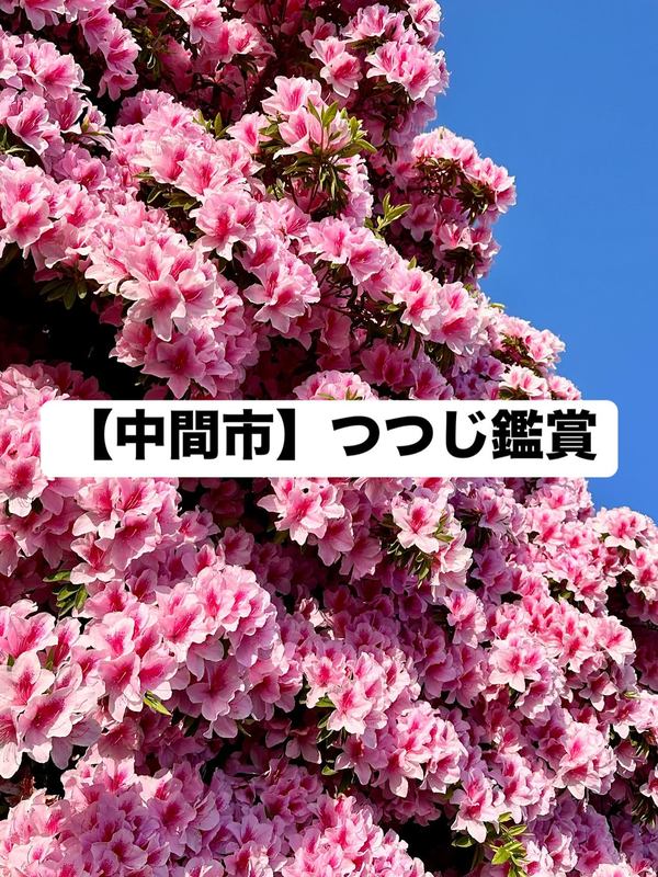 🌺【中間市】つつじ鑑賞🌺2025(令和7)年4月27日撮影🌺曲川沿いのつつじ