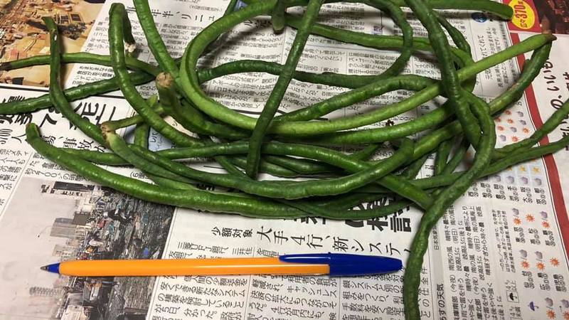 新鮮 十六ささげ 長いインゲン 10kg お得（ささげいんげん