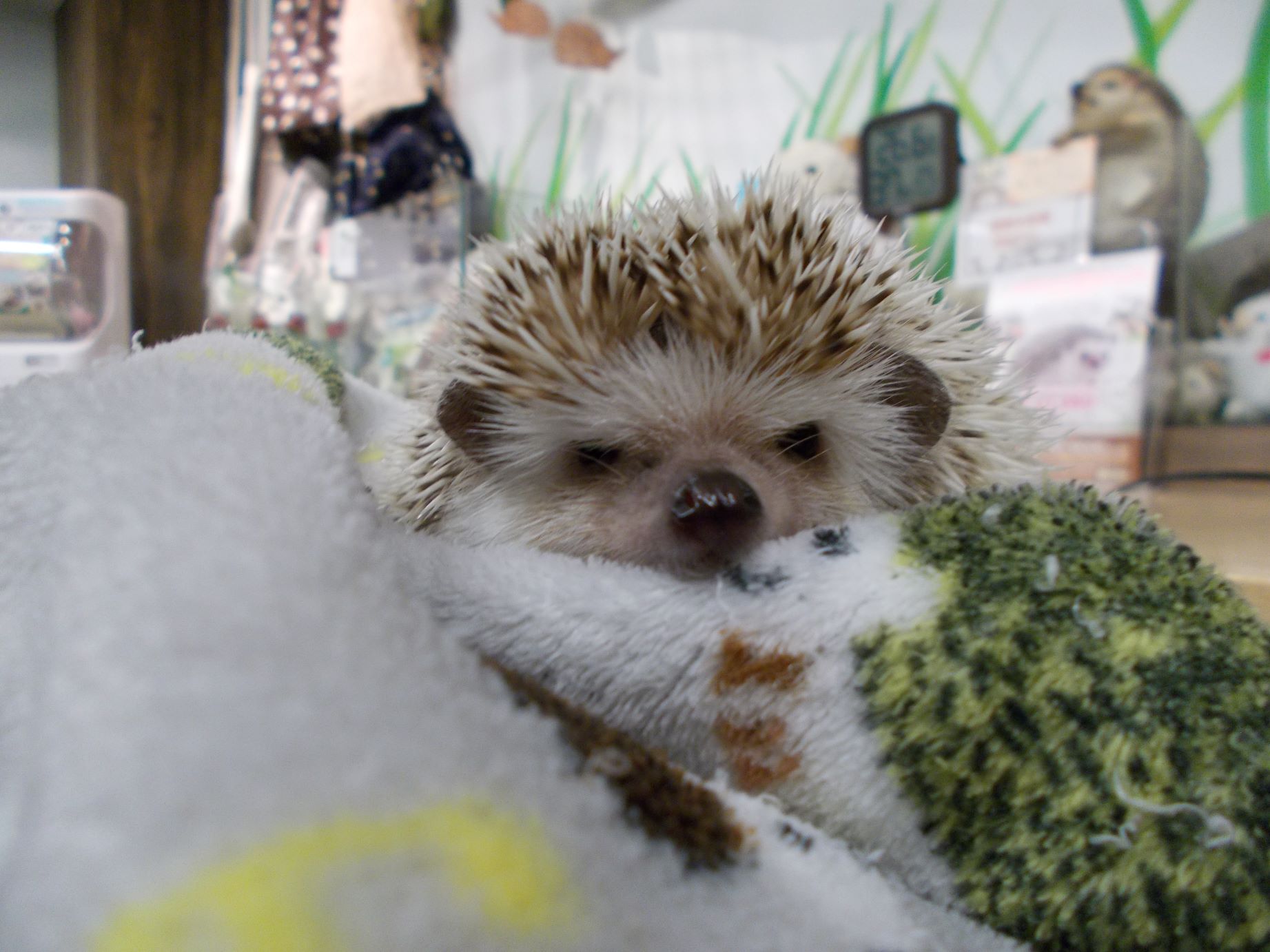 どうぶつ】ハリネズミとの触れ合い！ - とやまさのり（トヤマサノリ