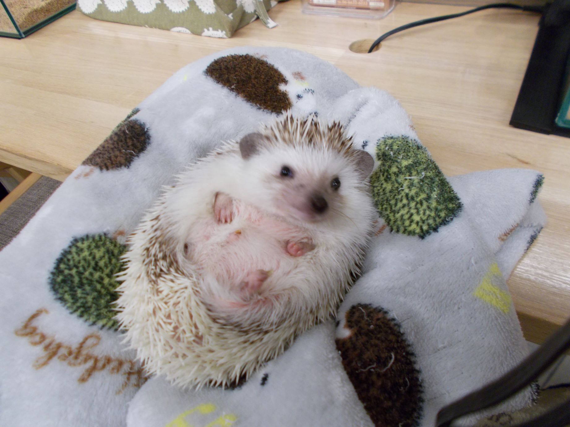 どうぶつ】ハリネズミとの触れ合い！ - とやまさのり（トヤマサノリ