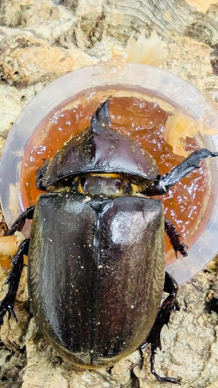 カブトムシ　55㎜　雌雄モザイク カブトムシ55㎜雌雄モザイク