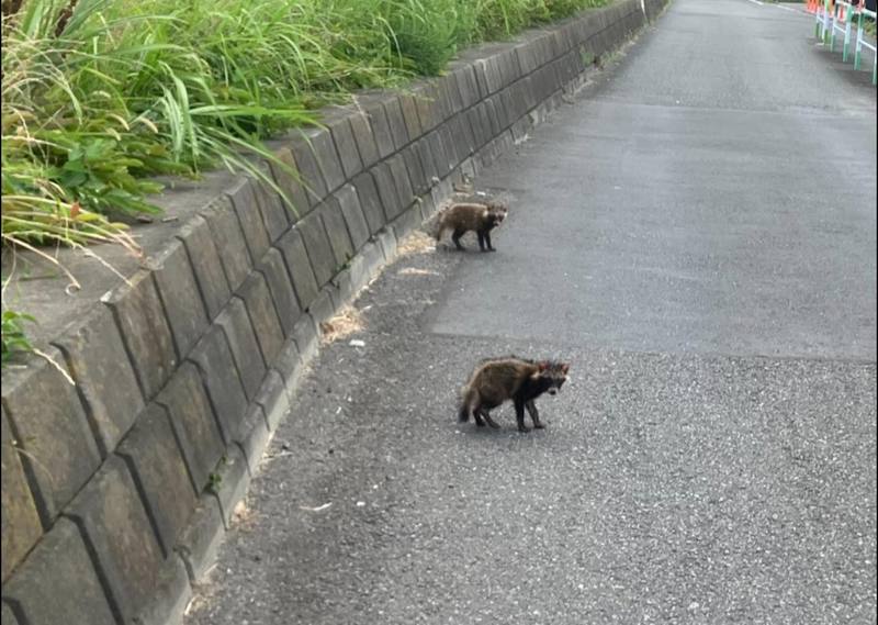 たんたんたぬき たぬき #たんたんたぬき #子ダヌキ#多摩川沿いの道路に、本日たぬき