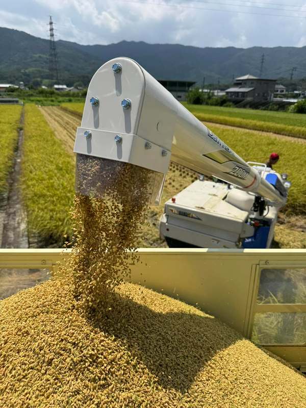 稲作を辞めたので、稲刈機(コンバイン)売ります！ イネ刈り】農機屋直伝！倒伏田で詰まらせないコンバイン設定と操作の