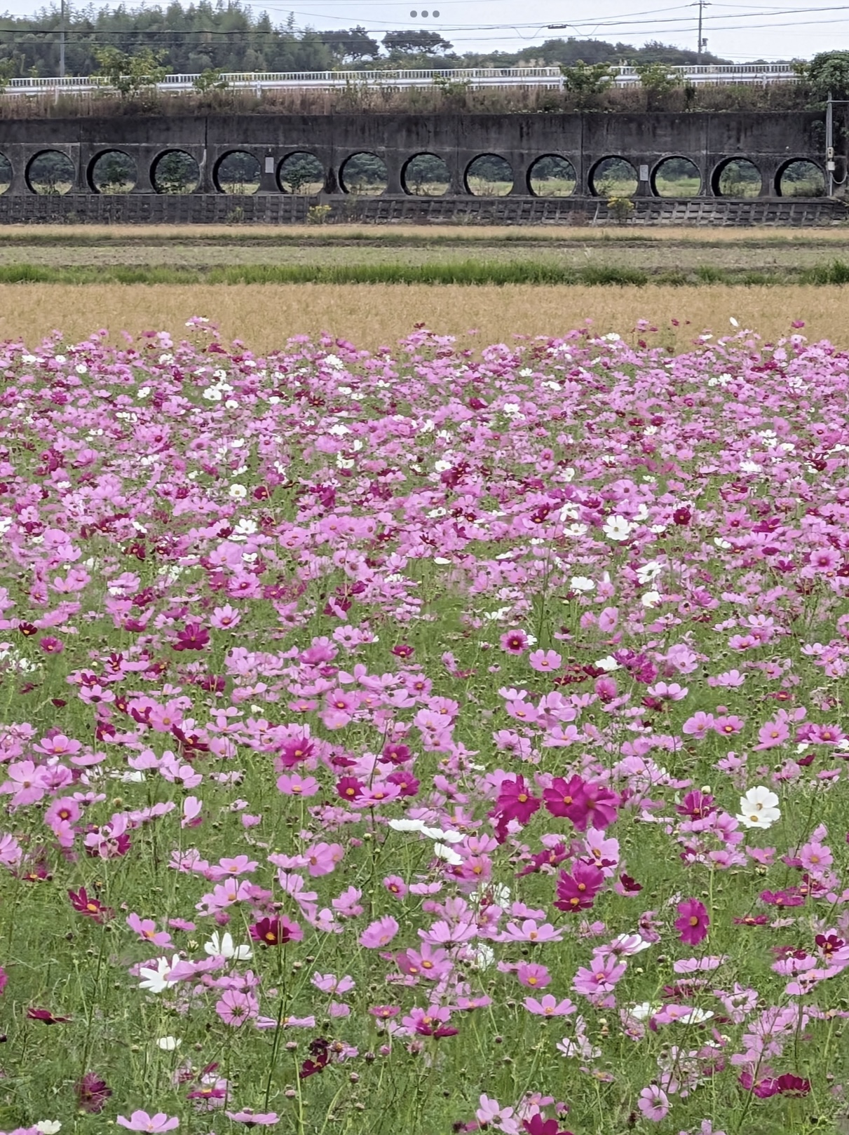 御浜町】下市木の田んぼの秋桜🌸が見頃を迎えています(*^◯^*) - 山本