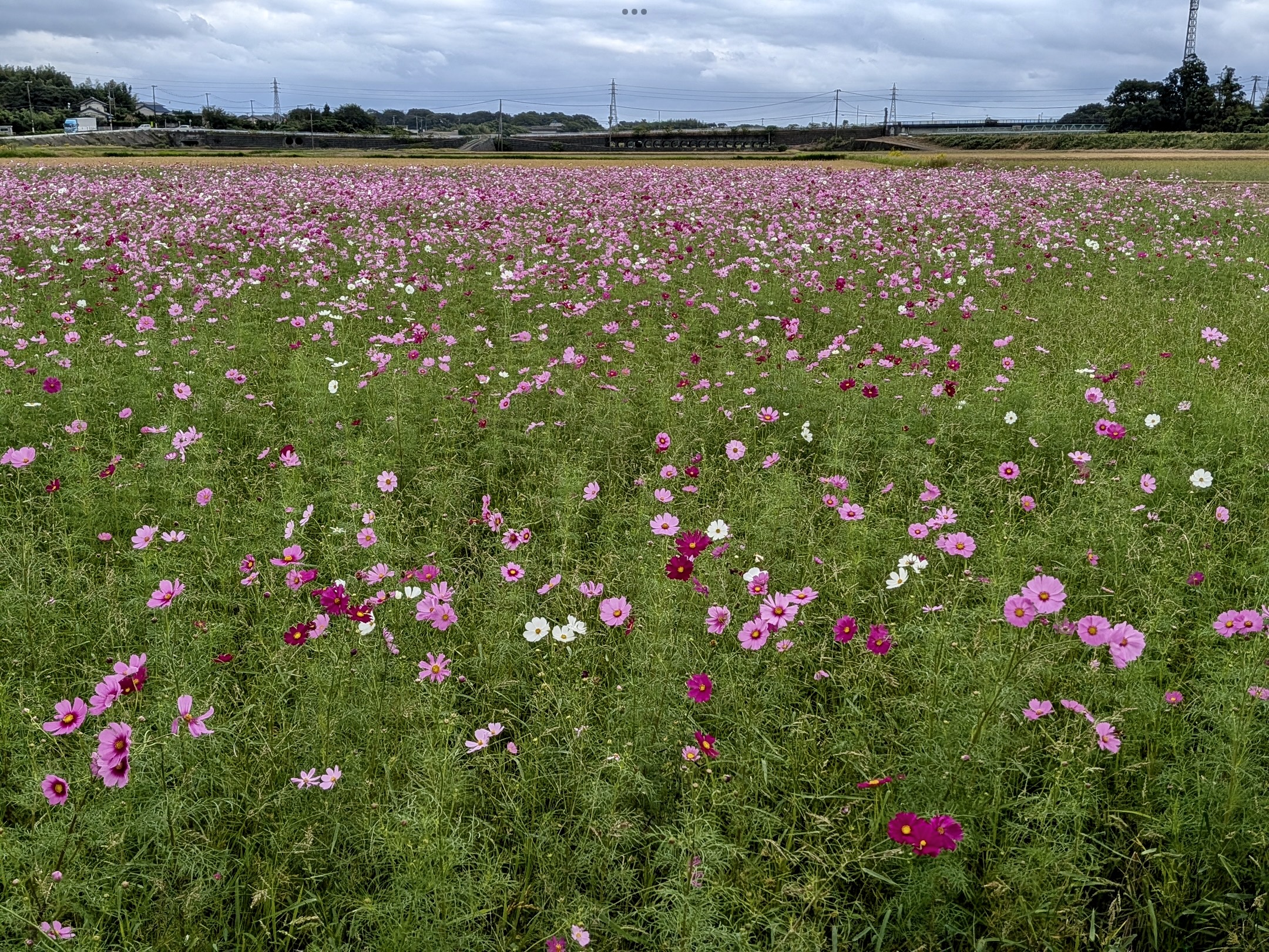御浜町】下市木の田んぼの秋桜🌸が見頃を迎えています(*^◯^*) - 山本