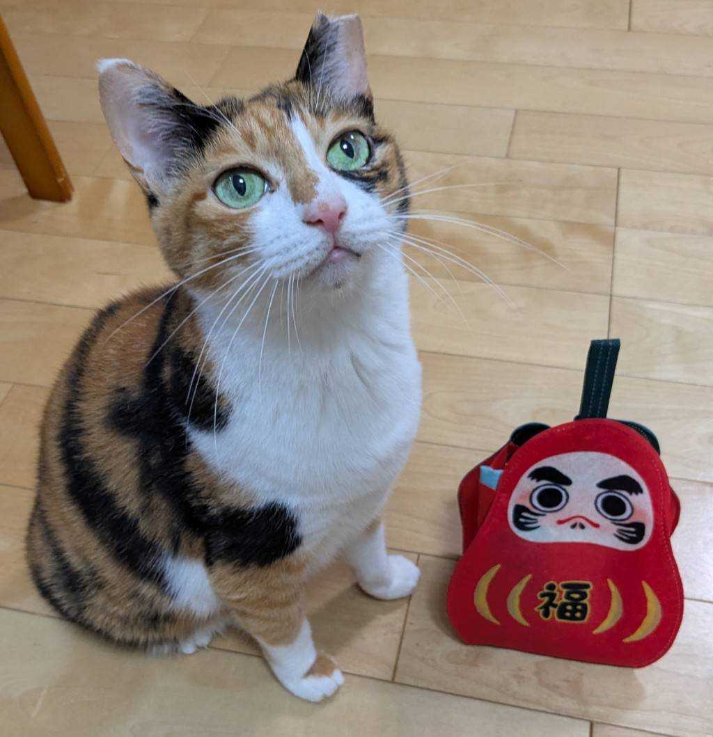 良いお年をお迎えください - まご田さやか（マゴタサヤカ） ｜ 選挙