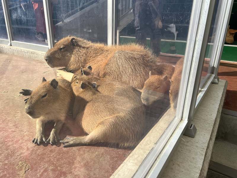 蒲郡竹島水族館の子カピバラ名前が決まりました！】「くろごま