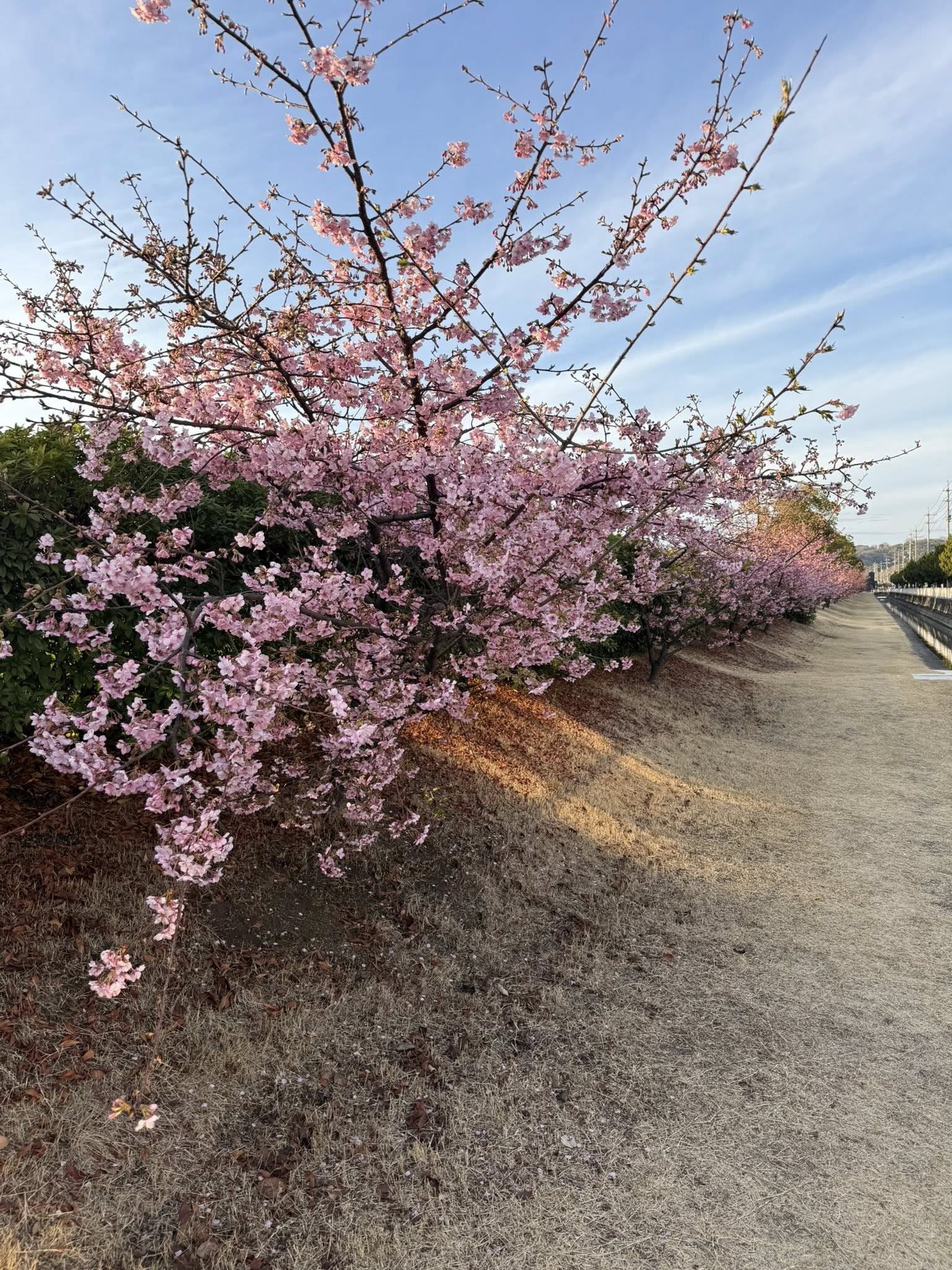 福田公園の河津桜が咲き始めました【倉敷市議会議員】2026.2.26