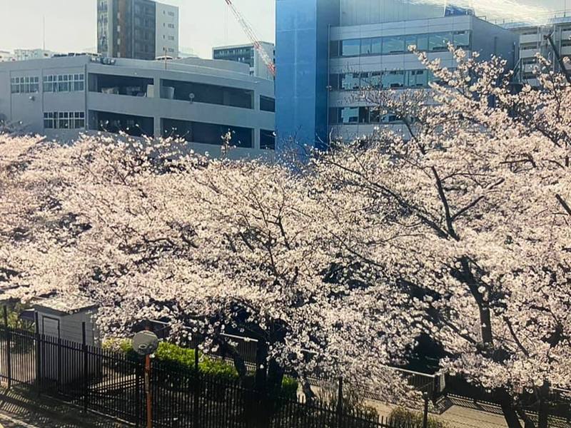 航空自衛隊幹部学校の桜が届きました❗️】東京都目黒区、恵比寿駅から