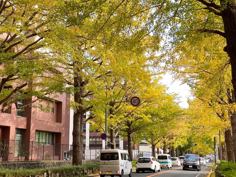 三島市の秋を象徴する#文教町の銀杏並木が色づいて来ました。 - 野村