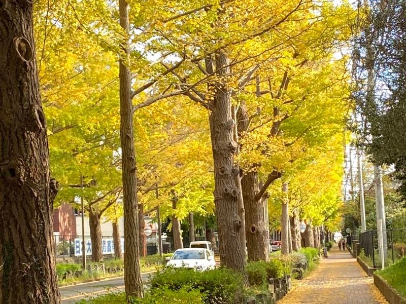 三島市の秋を象徴する#文教町の銀杏並木が色づいて来ました。 - 野村