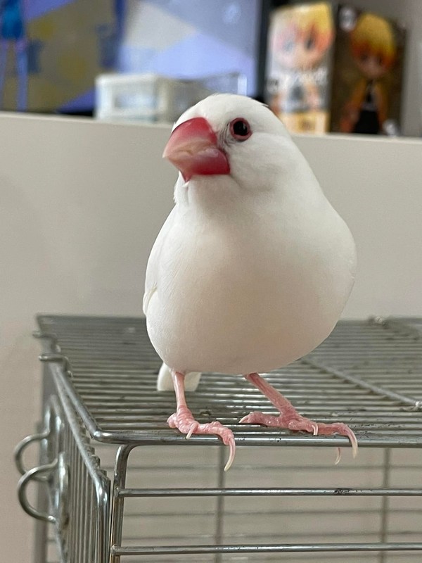 我が家の白文鳥が昨日の夜に水浴びした結果、キレっキレの毛並みになり