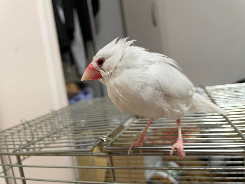 我が家の白文鳥が昨日の夜に水浴びした結果、キレっキレの毛並みになり