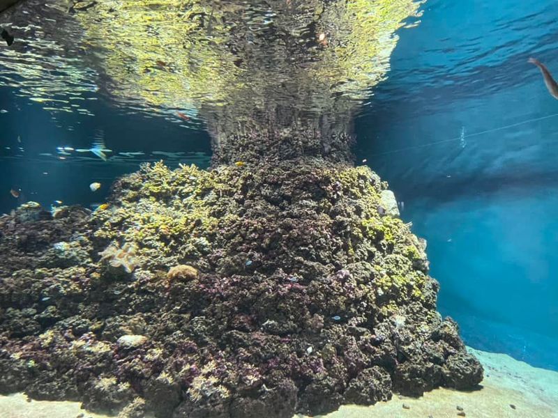 葛西臨海公園内の水族館の移転に伴い、樹木を1400本伐採する可能性が