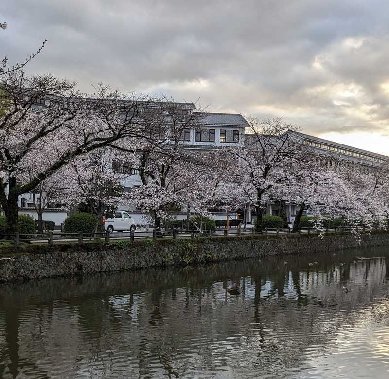 桜 - くわはた寿一朗(クワハタジュイチロウ) | 選挙ドットコム