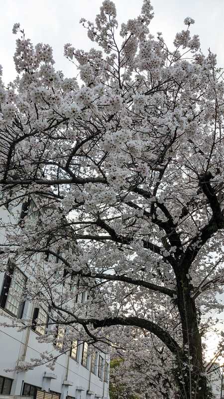 桜 - くわはた寿一朗(クワハタジュイチロウ) | 選挙ドットコム